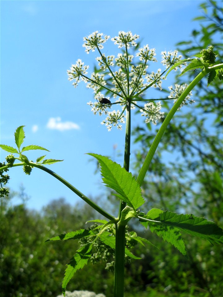 Giersch (Aegopodium podagraria) an der Saar in Saarbrücken