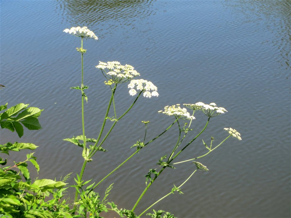 Giersch (Aegopodium podagraria) an der Saar in Saarbrücken