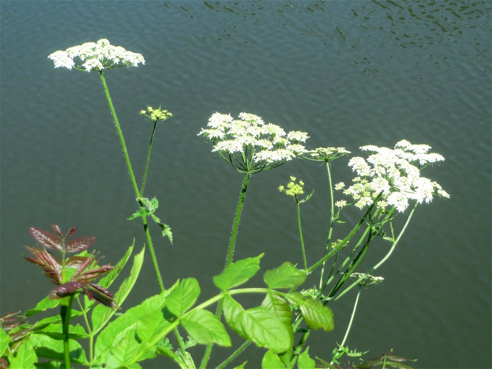 Giersch (Aegopodium podagraria) an der Saar in Saarbrücken