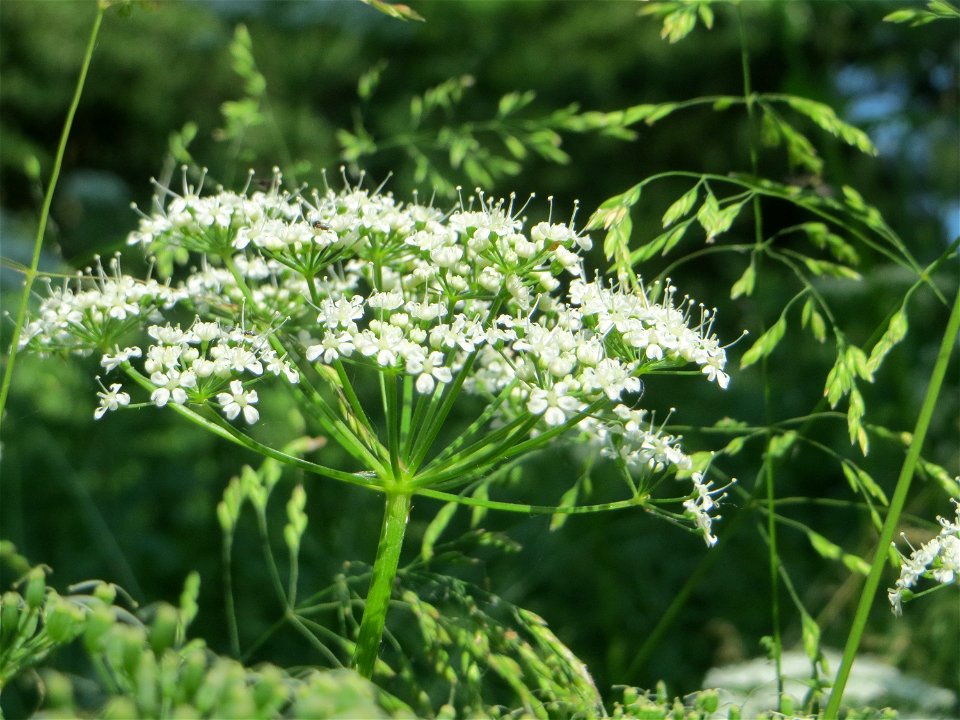Giersch (Aegopodium podagraria) im Naturschutzgebiet „Marlach“ im Landschaftsschutzgebiet „Hockenheimer Rheinbogen“