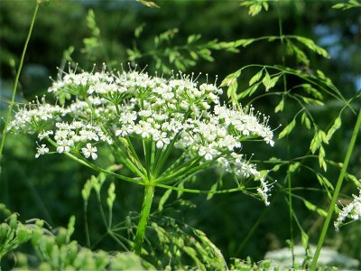 Giersch (Aegopodium podagraria) im Naturschutzgebiet „Marlach“ im Landschaftsschutzgebiet „Hockenheimer Rheinbogen“
