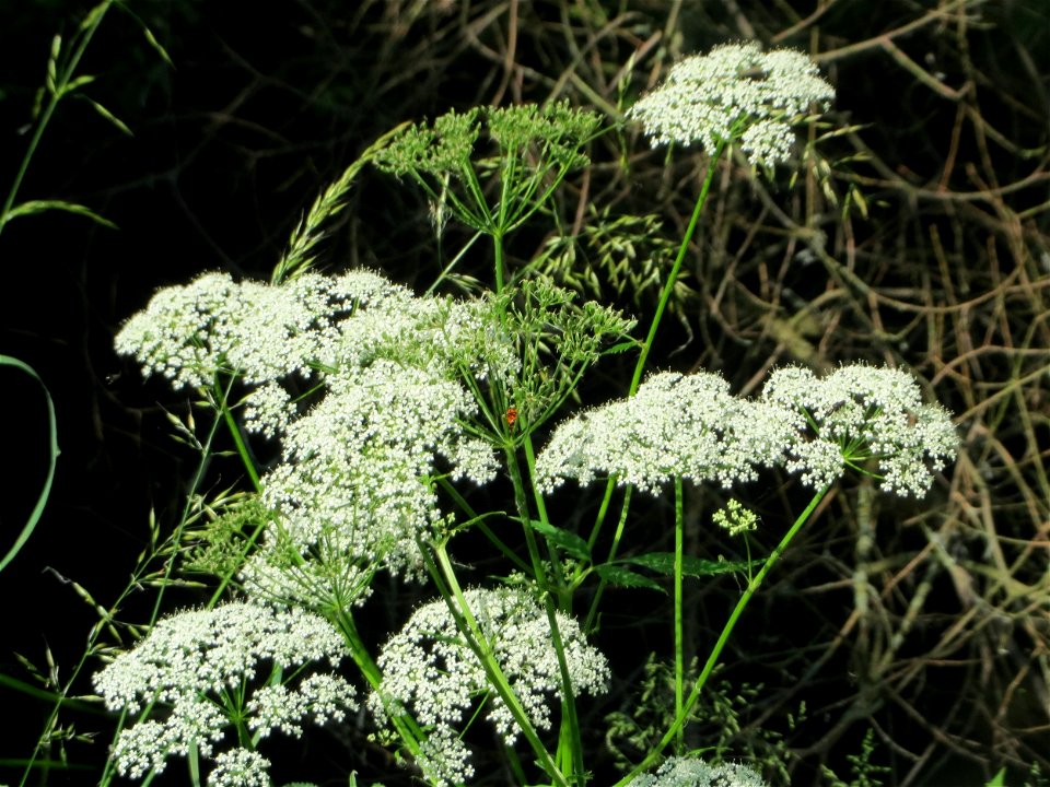 Giersch (Aegopodium podagraria) im Naturschutzgebiet „Marlach“ im Landschaftsschutzgebiet „Hockenheimer Rheinbogen“