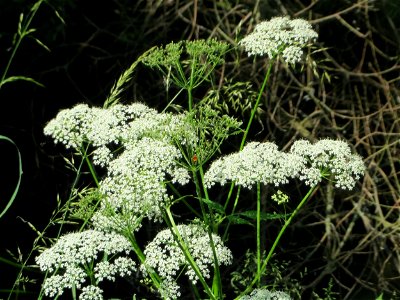 Giersch (Aegopodium podagraria) im Naturschutzgebiet „Marlach“ im Landschaftsschutzgebiet „Hockenheimer Rheinbogen“
