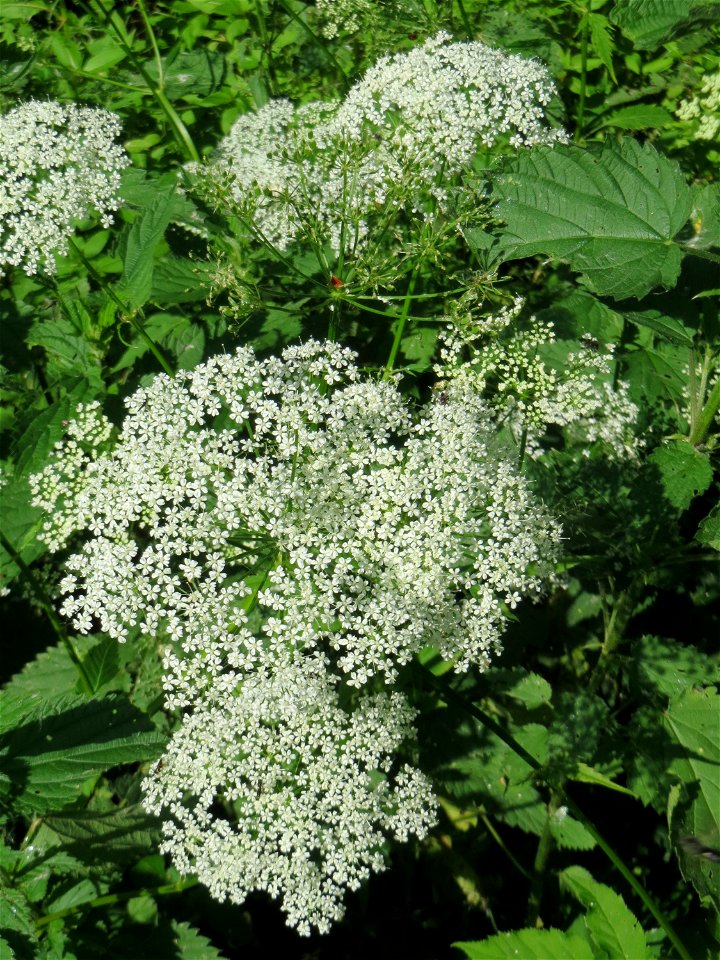 Giersch (Aegopodium podagraria) im Naturschutzgebiet „Marlach“ im Landschaftsschutzgebiet „Hockenheimer Rheinbogen“