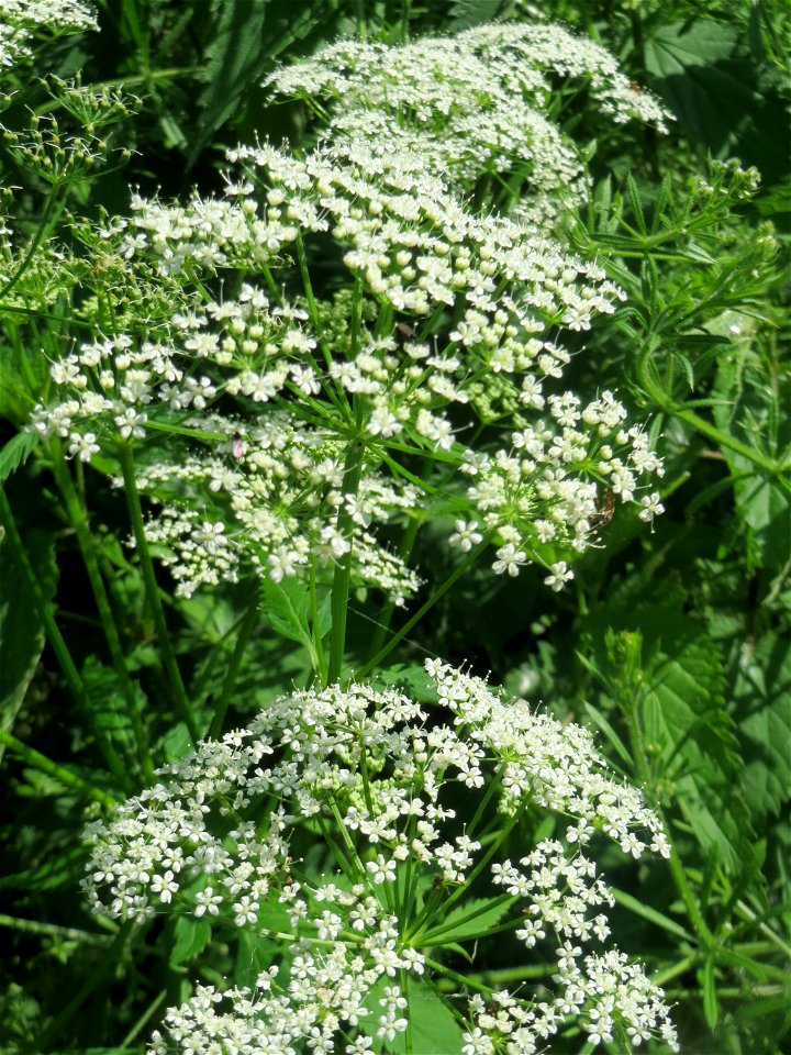 Giersch (Aegopodium podagraria) im Naturschutzgebiet „Marlach“ im Landschaftsschutzgebiet „Hockenheimer Rheinbogen“