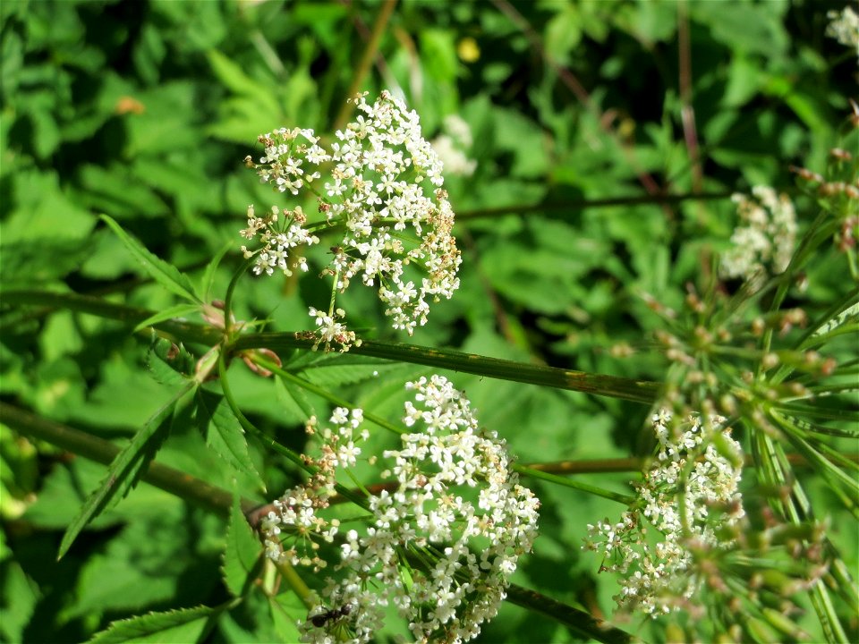Giersch (Aegopodium podagraria) im Almet in Sankt Arnual