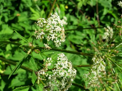 Giersch (Aegopodium podagraria) im Almet in Sankt Arnual