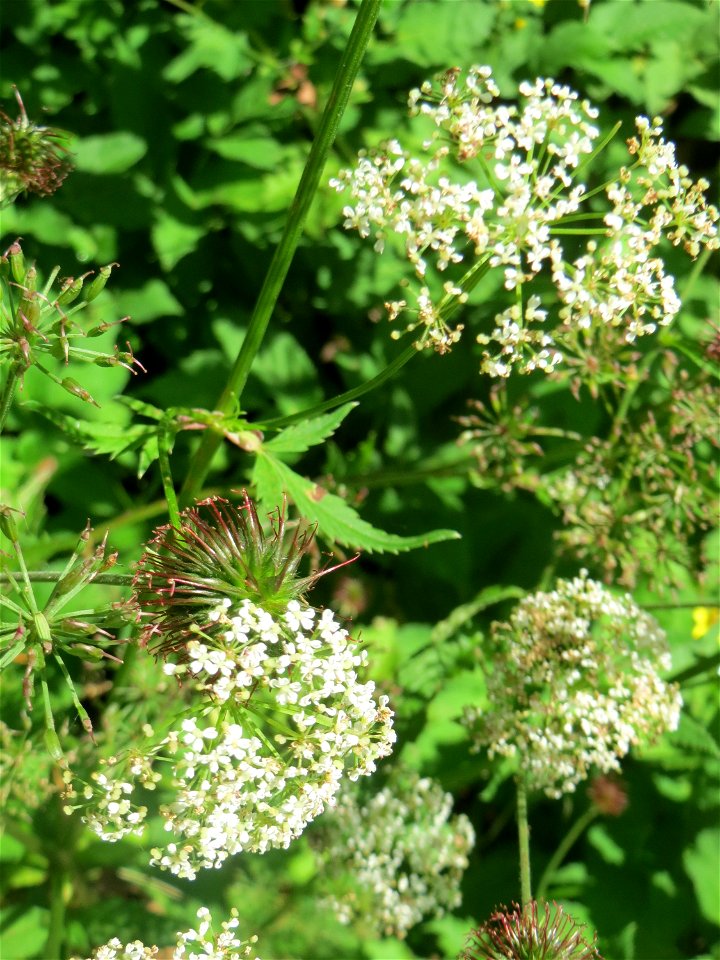 Giersch (Aegopodium podagraria) im Almet in Sankt Arnual