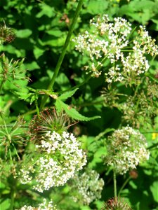 Giersch (Aegopodium podagraria) im Almet in Sankt Arnual
