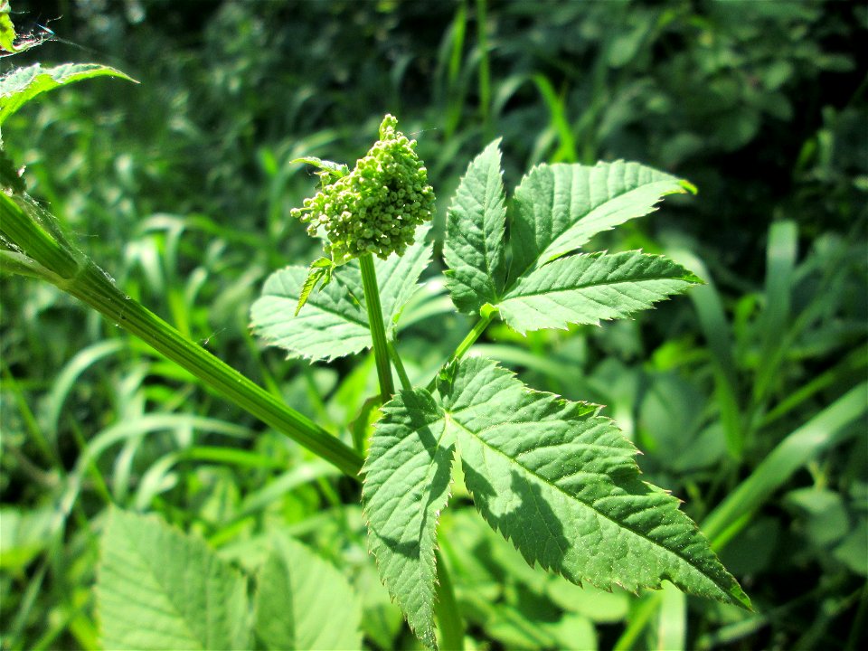 Giersch (Aegopodium podagraria) an der Saar in Saarbrücken