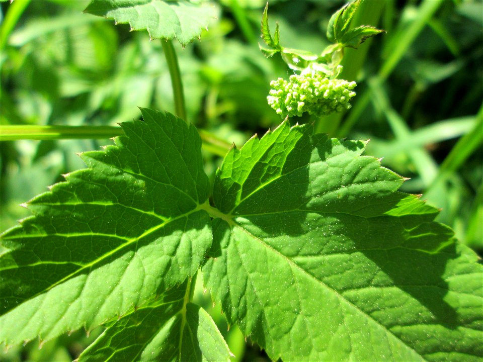 Giersch (Aegopodium podagraria) an der Saar in Saarbrücken