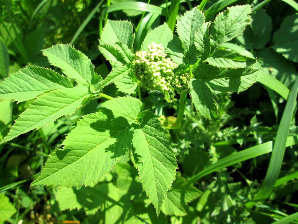 Giersch (Aegopodium podagraria) an der Saar in Saarbrücken