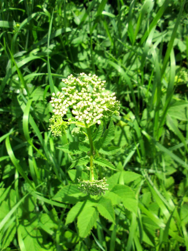 Giersch (Aegopodium podagraria) an der Saar in Saarbrücken