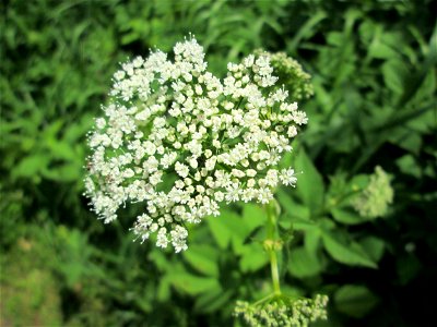 Giersch (Aegopodium podagraria) an der Saar in Saarbrücken