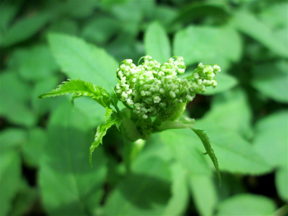Giersch (Aegopodium podagraria) im Naturschutzgebiet „St. Arnualer Wiesen“