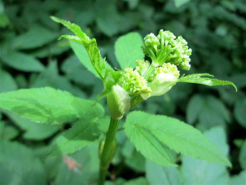 Giersch (Aegopodium podagraria) im Naturschutzgebiet „St. Arnualer Wiesen“