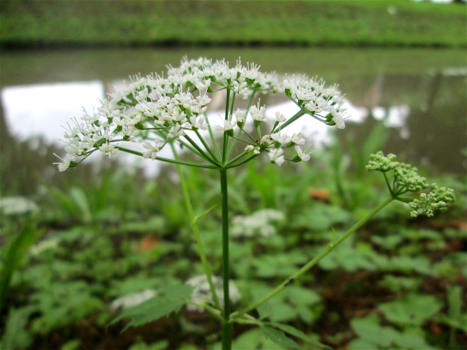 Giersch (Aegopodium podagraria) am Zähringer Kanal in Schwetzingen
