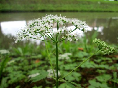 Giersch (Aegopodium podagraria) am Zähringer Kanal in Schwetzingen
