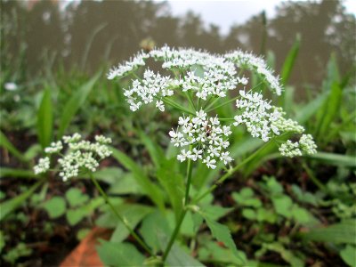 Giersch (Aegopodium podagraria) am Zähringer Kanal in Schwetzingen