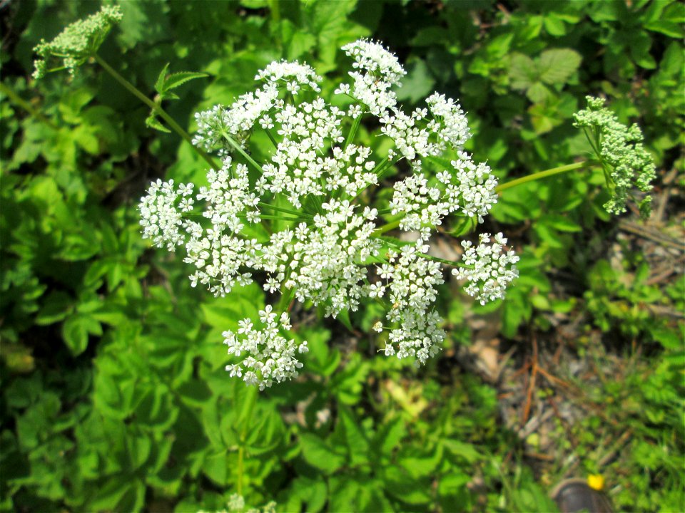 Giersch (Aegopodium podagraria) an der Saar in Saarbrücken