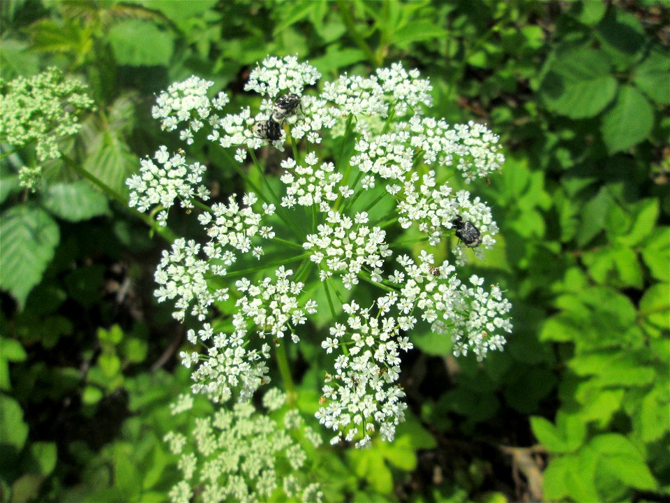 Giersch (Aegopodium podagraria) an der Saar in Saarbrücken