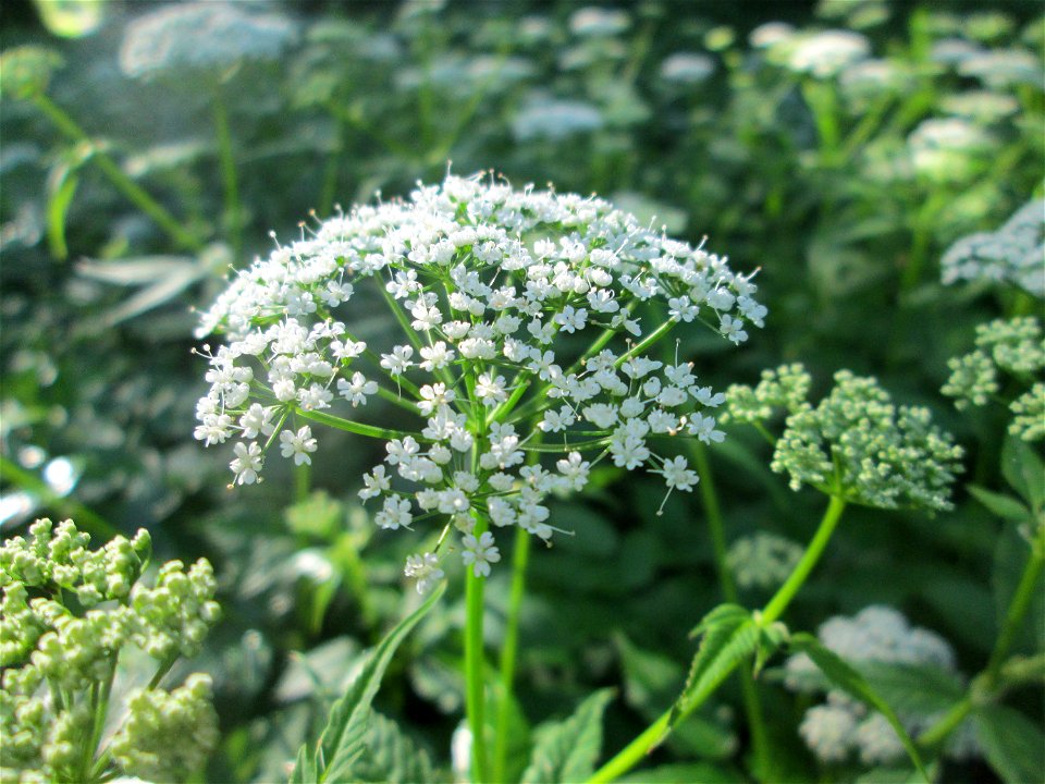 Giersch (Aegopodium podagraria) im Naturschutzgebiet „Hochholz-Kapellenbruch“