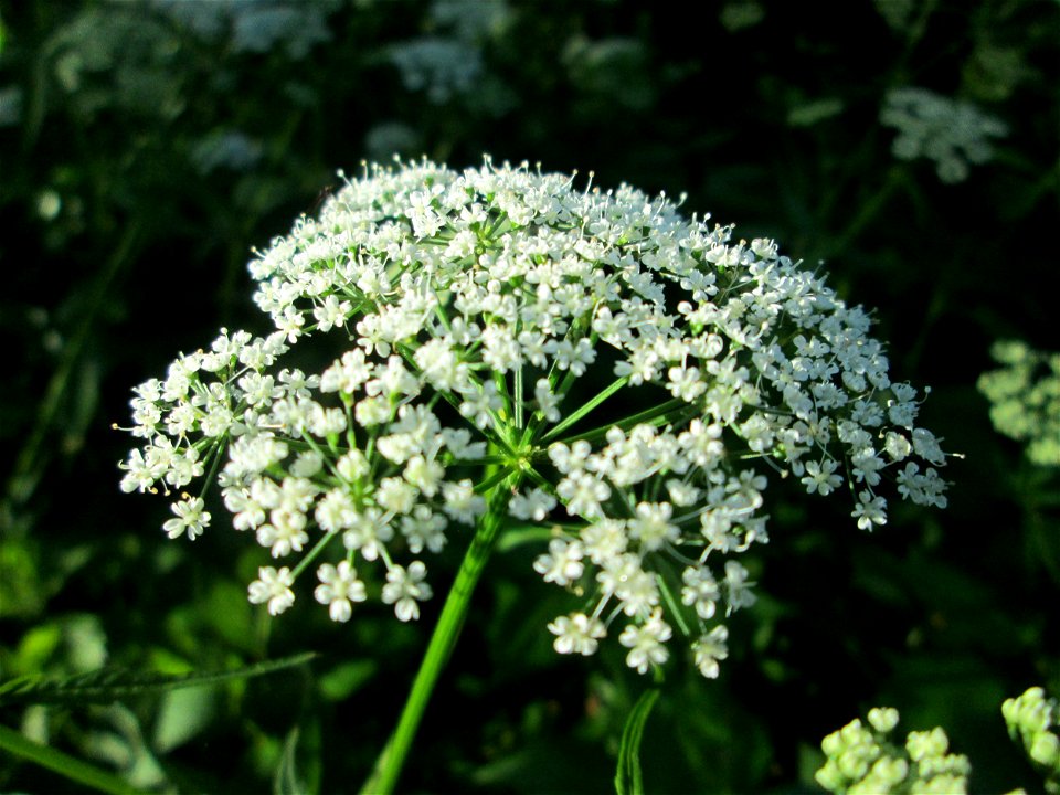 Giersch (Aegopodium podagraria) im Naturschutzgebiet „Hochholz-Kapellenbruch“