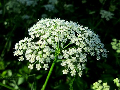 Giersch (Aegopodium podagraria) im Naturschutzgebiet „Hochholz-Kapellenbruch“