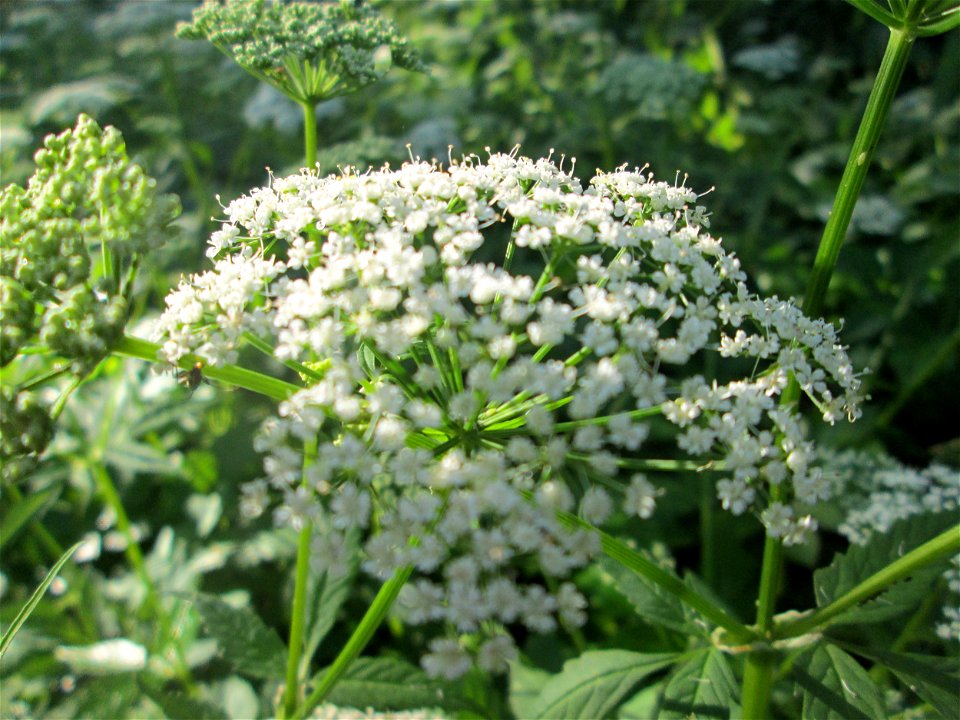 Giersch (Aegopodium podagraria) im Naturschutzgebiet „Hochholz-Kapellenbruch“
