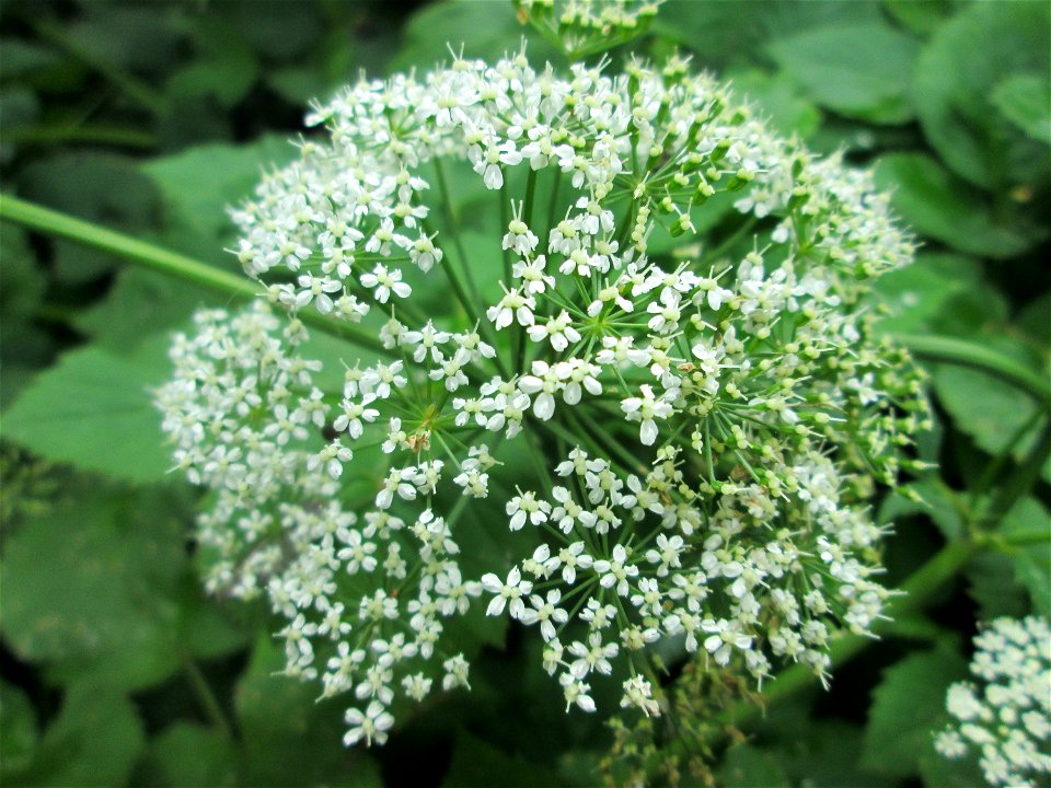 Giersch (Aegopodium podagraria) in Hockenheim