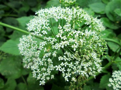 Giersch (Aegopodium podagraria) in Hockenheim