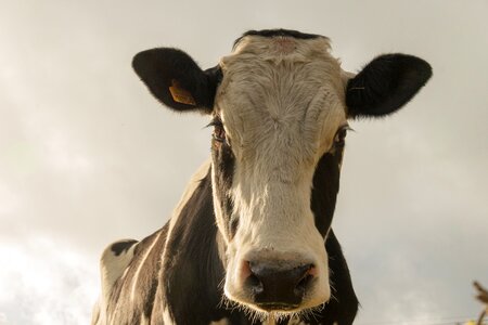 Cow animal Free photos