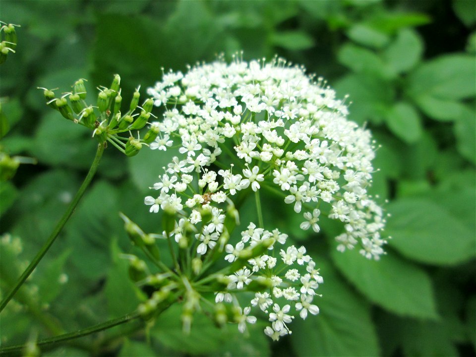 Giersch (Aegopodium podagraria) in Hockenheim