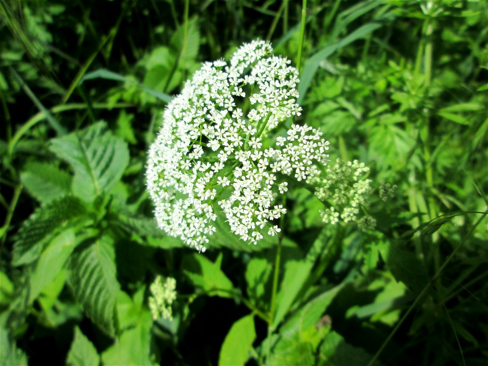 Giersch (Aegopodium podagraria) im Landschaftsschutzgebiet „Tabakmühlental - Oberster Weiher“ in Sankt Arnual