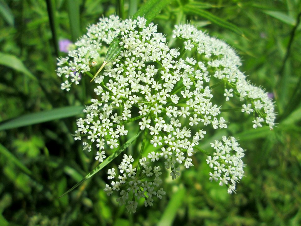 Giersch (Aegopodium podagraria) im Landschaftsschutzgebiet „Tabakmühlental - Oberster Weiher“ in Sankt Arnual