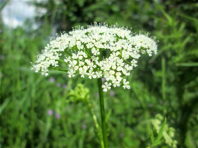 Giersch (Aegopodium podagraria) im Landschaftsschutzgebiet „Tabakmühlental - Oberster Weiher“ in Sankt Arnual