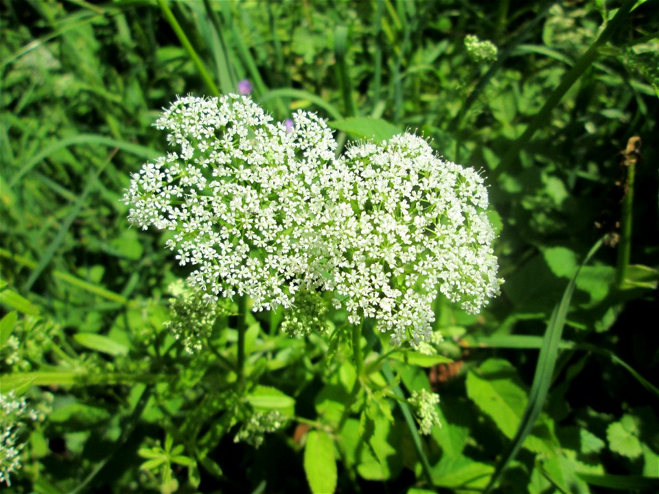 Giersch (Aegopodium podagraria) im Landschaftsschutzgebiet „Tabakmühlental - Oberster Weiher“ in Sankt Arnual