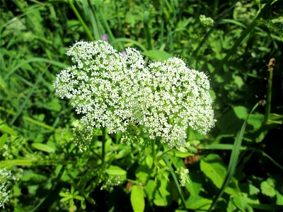 Giersch (Aegopodium podagraria) im Landschaftsschutzgebiet „Tabakmühlental - Oberster Weiher“ in Sankt Arnual