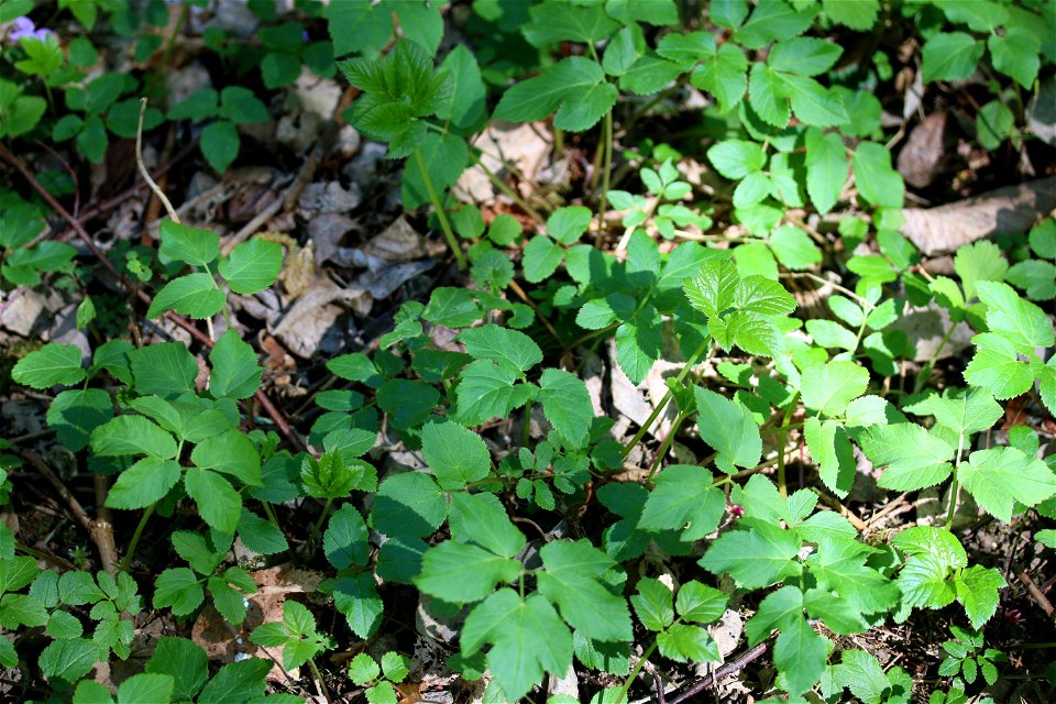 Photograph of a portion of soil covered in Aegopodium podagraria leaves