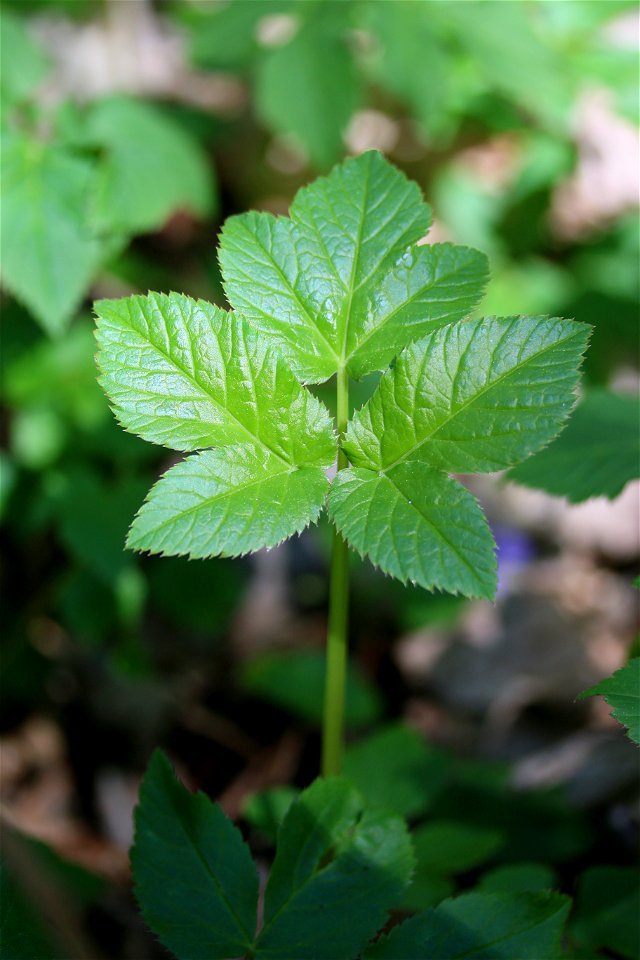Photograph of a young Aegopodium pograria leaf