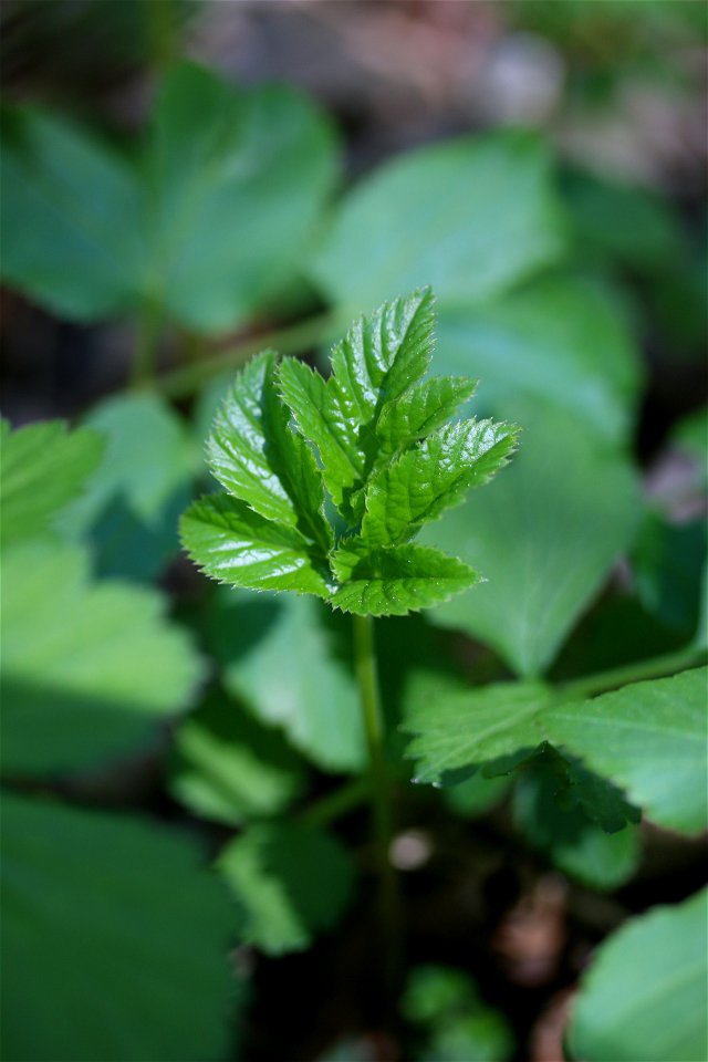 Photograph of a young Aegopodium pograria leaf