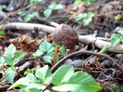junge Gierschpflanze (Aegopodium podagraria) im Wald in Kiel/ Deutschland mit Blatt in alter Haselnussschale; young Ground elder in wood in Kiel/Germany with leaf stuck in old hazelnut shell