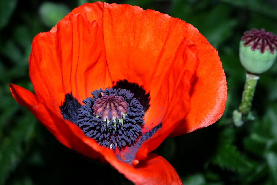 Macro poppies colorful