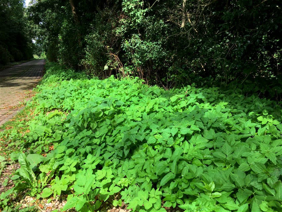 A shaded roadside, with a vegetation of the association Urtico-Aegopodietum in Doornik (Bemmel)