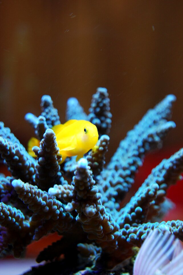 Nature wildlife ocean