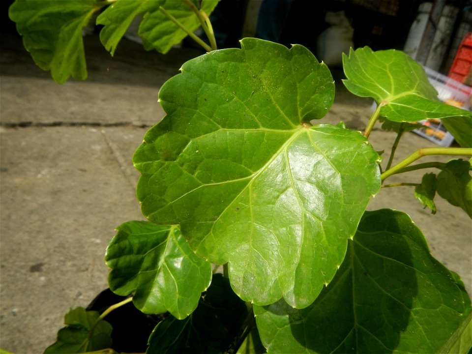 Papua in the Philippines Araliaceae Papua Polyscias fruticosa (L.) Harms CUT-LEAVED PANAX Nan yang shen “kalipay”  Polyscias fruticosa or Ming aralia Medicinal plants