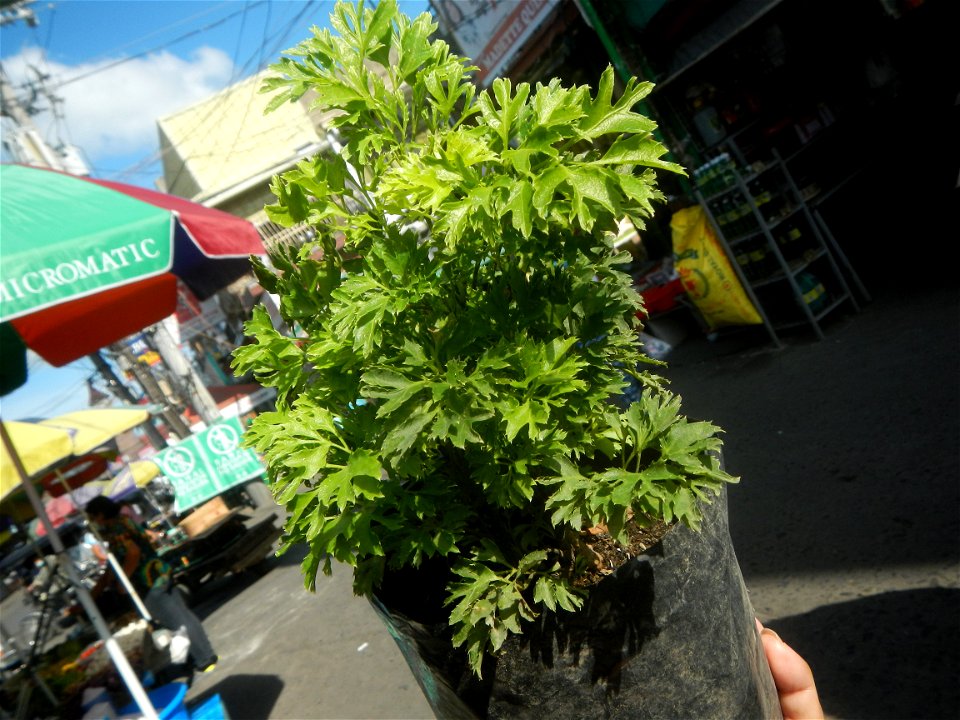 Papua (Polyscias fruticosa) in the Philippines