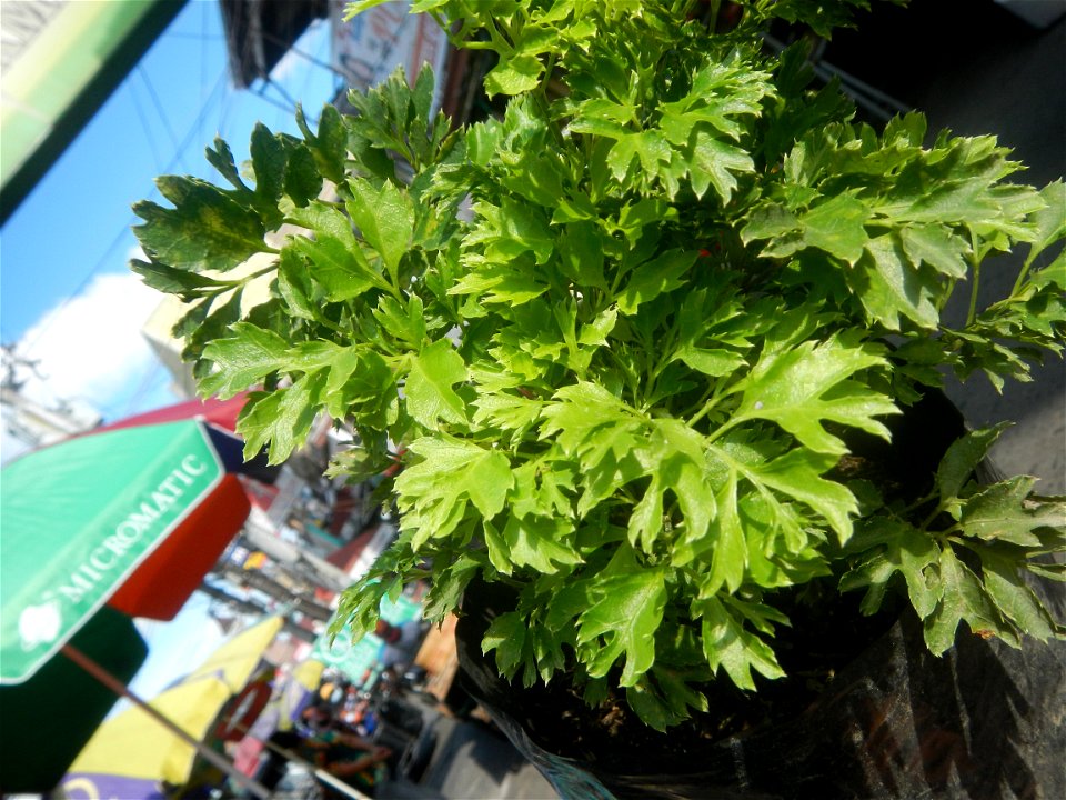 Papua (Polyscias fruticosa) in the Philippines