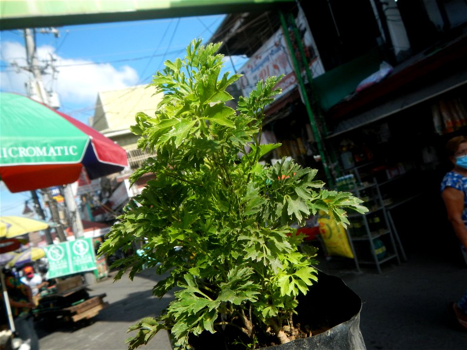 Papua (Polyscias fruticosa) in the Philippines