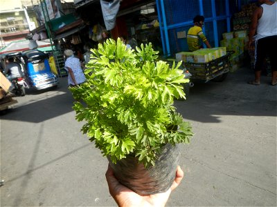 Papua (Polyscias fruticosa) in the Philippines